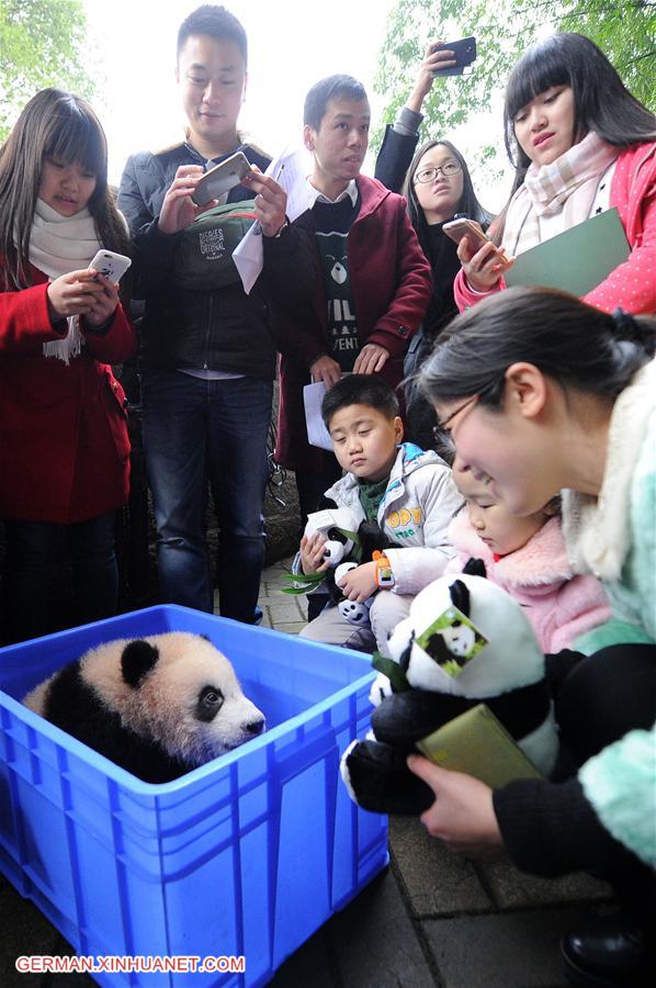 CHINA-CHONGQING-PANDA-NAMING (CN)