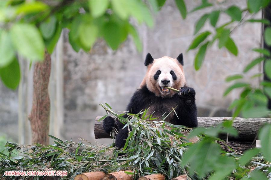 CHINA-CHONGQING-PANDA-NAMING (CN)