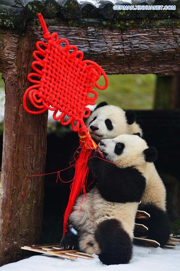 CHINA-SICHUAN-SPRING FESTIVAL-GIANT PANDA CUBS (CN)