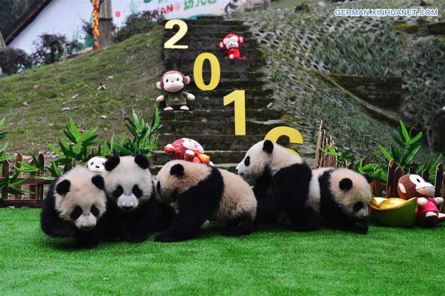 CHINA-SICHUAN-SPRING FESTIVAL-GIANT PANDA CUBS (CN)