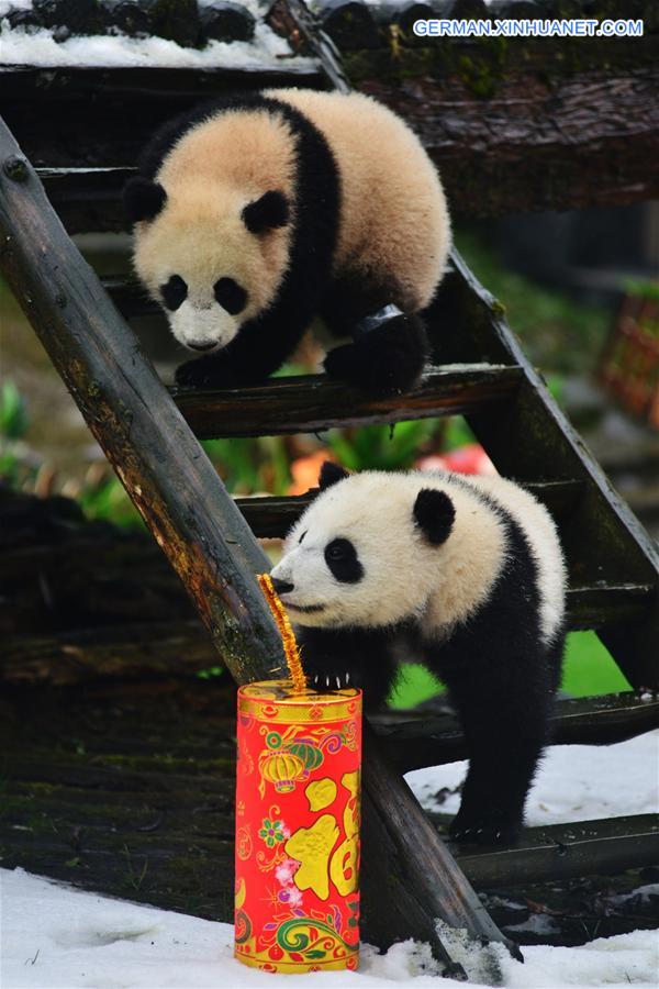 CHINA-SICHUAN-SPRING FESTIVAL-GIANT PANDA CUBS (CN)