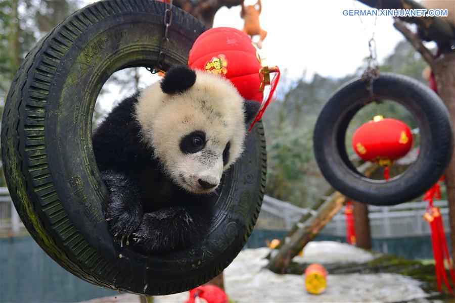 CHINA-SICHUAN-SPRING FESTIVAL-GIANT PANDA CUBS (CN)