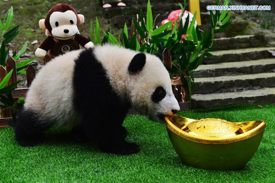 CHINA-SICHUAN-SPRING FESTIVAL-GIANT PANDA CUBS (CN)