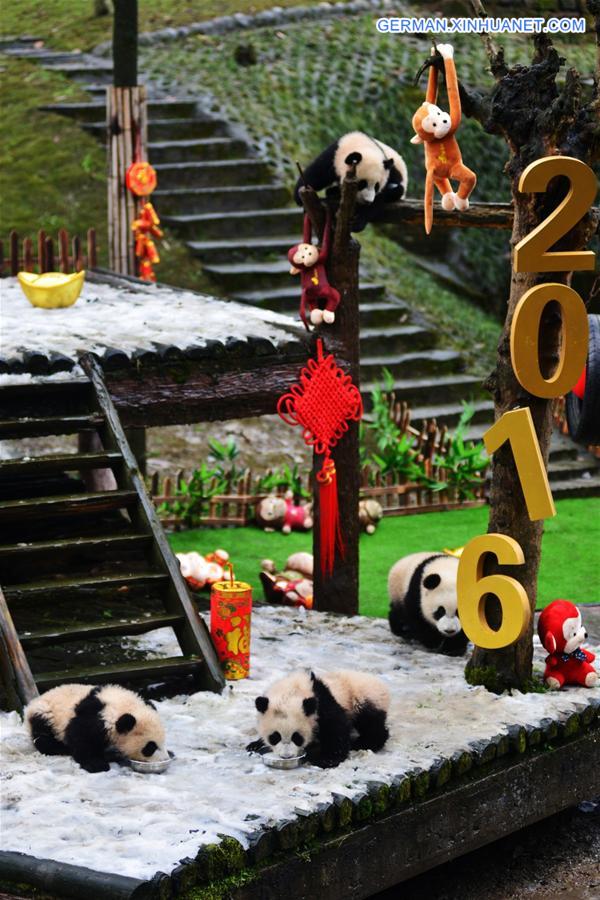 CHINA-SICHUAN-SPRING FESTIVAL-GIANT PANDA CUBS (CN)