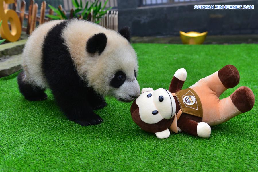 CHINA-SICHUAN-SPRING FESTIVAL-GIANT PANDA CUBS (CN)