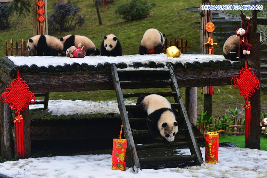 CHINA-SICHUAN-SPRING FESTIVAL-GIANT PANDA CUBS (CN)