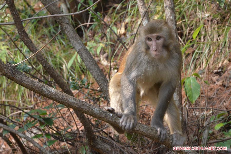 #CHINA-GUIZHOU-MACAQUE (CN)