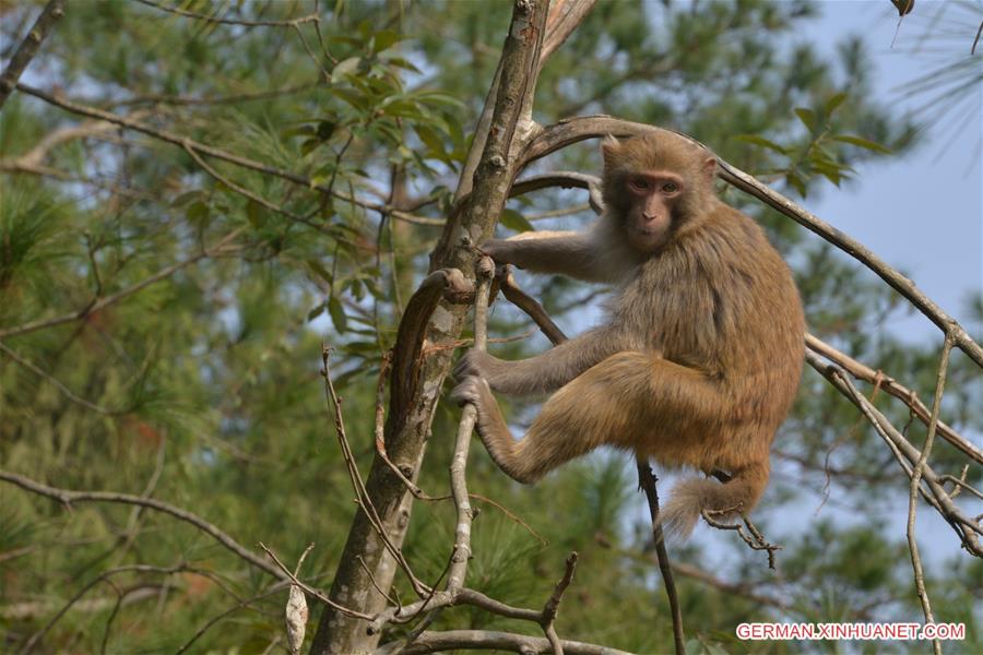 #CHINA-GUIZHOU-MACAQUE (CN)