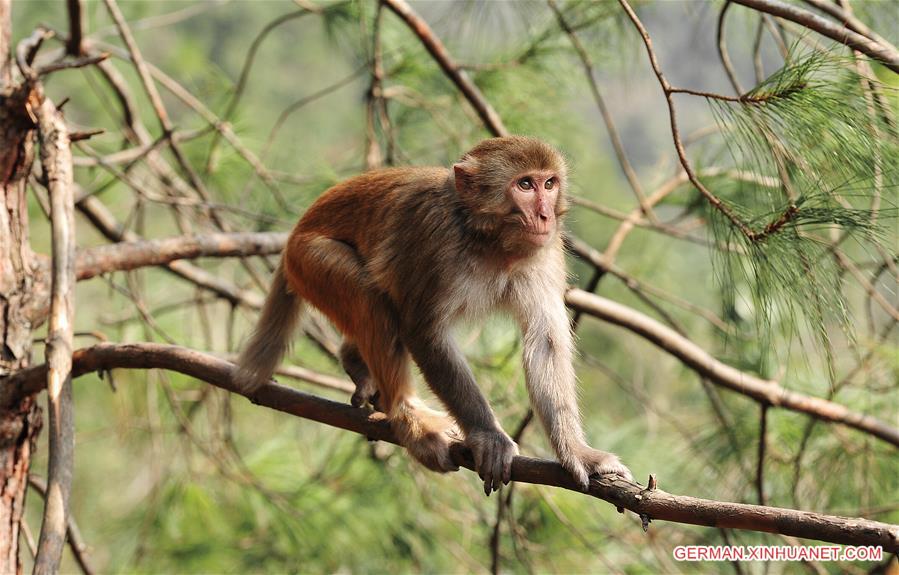 #CHINA-GUIZHOU-MACAQUE (CN)