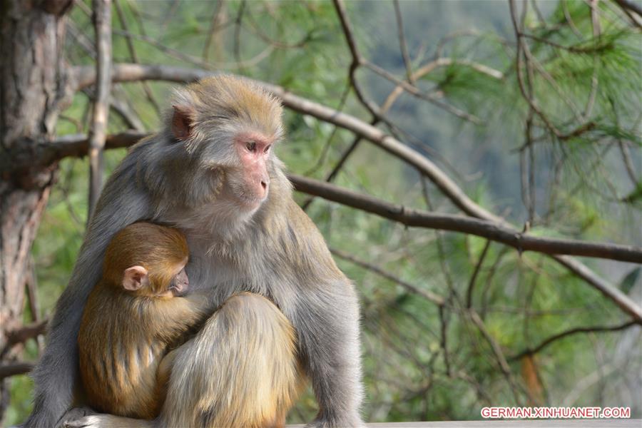 #CHINA-GUIZHOU-MACAQUE (CN)