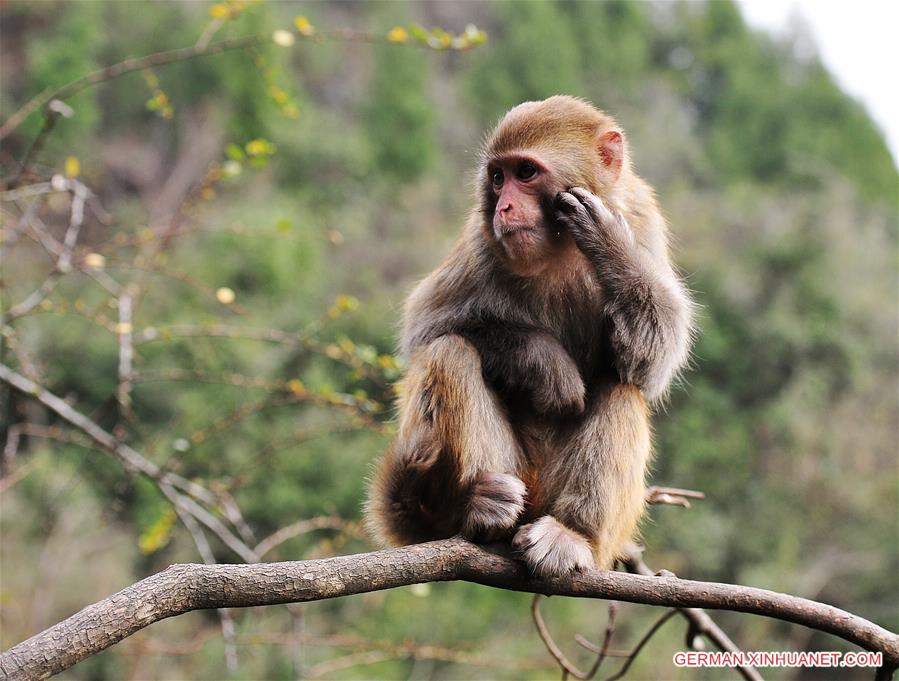 #CHINA-GUIZHOU-MACAQUE (CN)