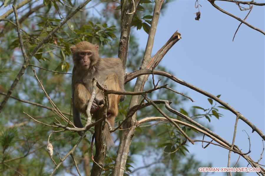 #CHINA-GUIZHOU-MACAQUE (CN)