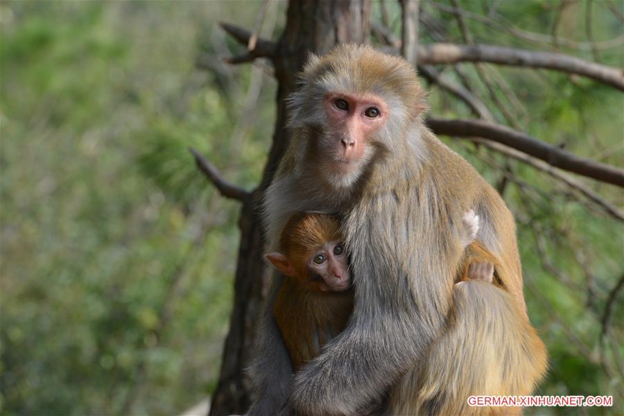 #CHINA-GUIZHOU-MACAQUE (CN)