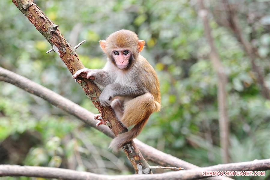 #CHINA-GUIZHOU-MACAQUE (CN)