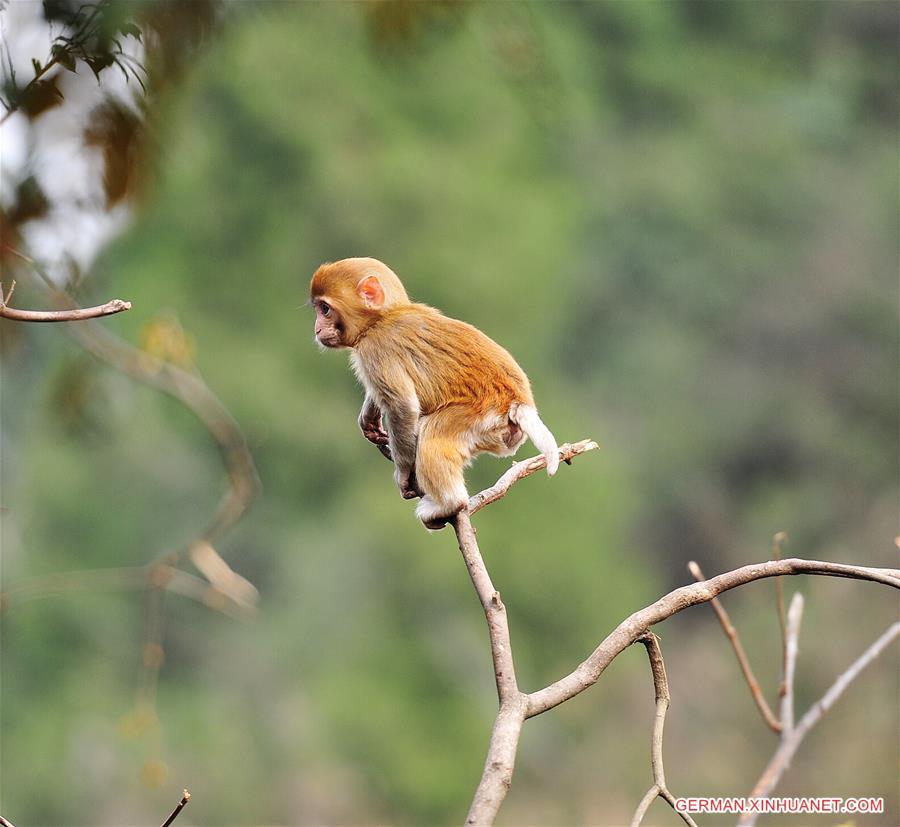 #CHINA-GUIZHOU-MACAQUE (CN)