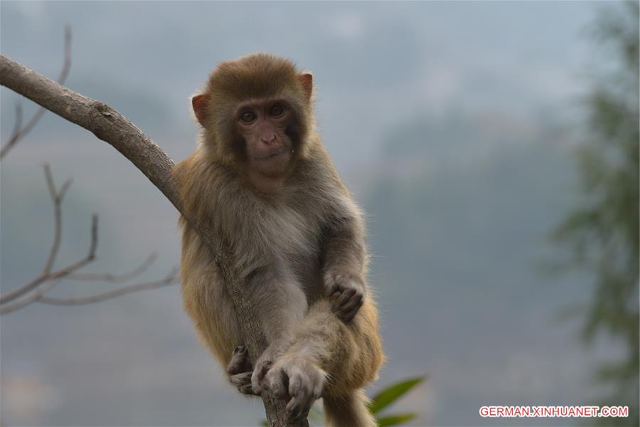 #CHINA-GUIZHOU-MACAQUE (CN)