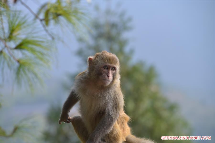 #CHINA-GUIZHOU-MACAQUE (CN)