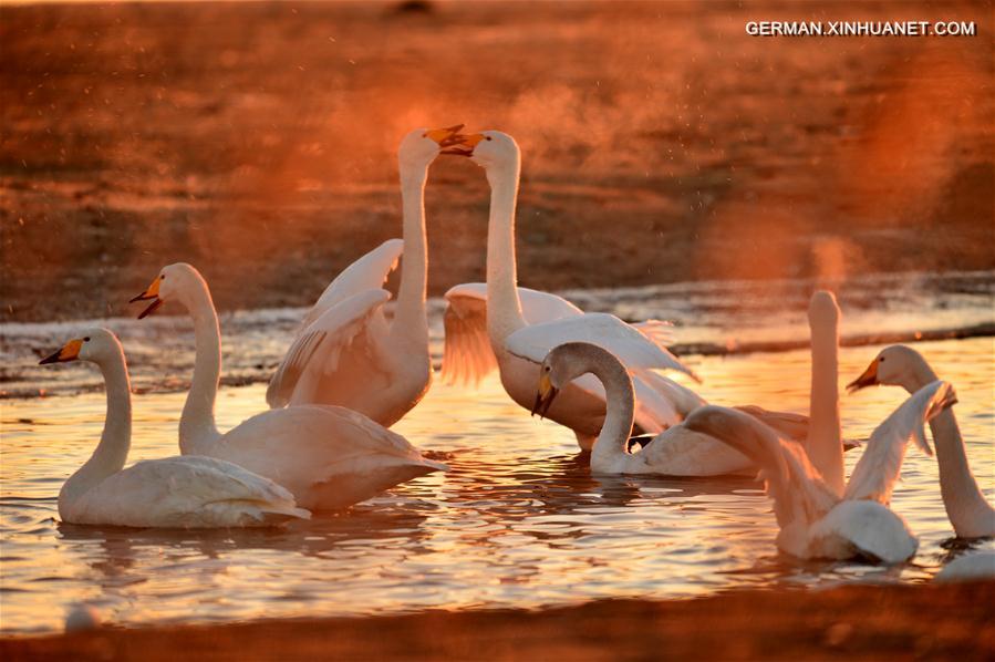 #CHINA-SHANDONG-RONGCHENG-SWANS (CN)