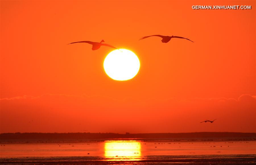 #CHINA-SHANDONG-RONGCHENG-SWANS (CN)