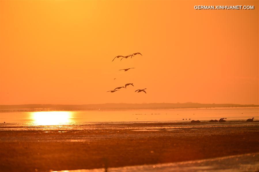 #CHINA-SHANDONG-RONGCHENG-SWANS (CN)