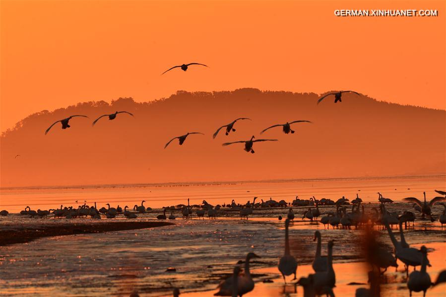 #CHINA-SHANDONG-RONGCHENG-SWANS (CN)