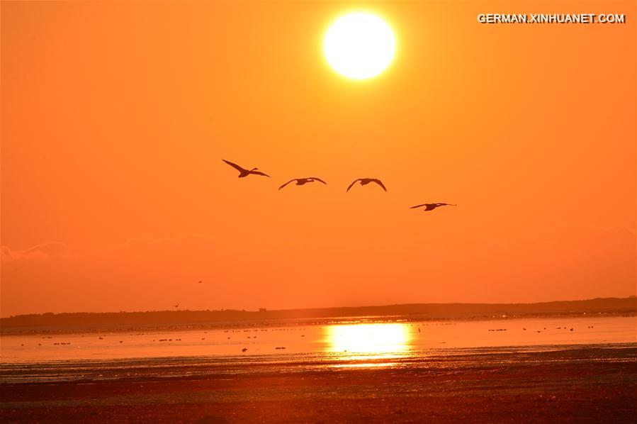 #CHINA-SHANDONG-RONGCHENG-SWANS (CN)