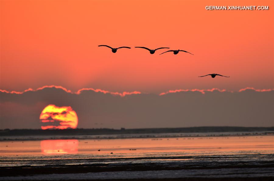 #CHINA-SHANDONG-RONGCHENG-SWANS (CN)