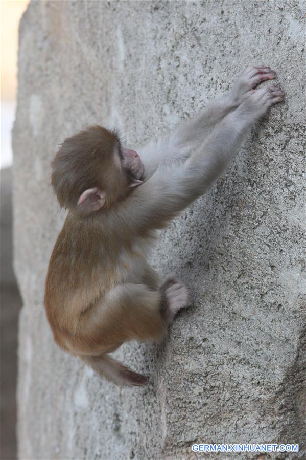 #CHINA-SHANDONG-YANTAI-MACAQUE (CN)