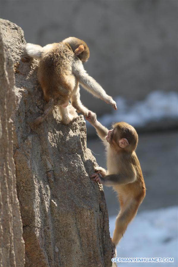 #CHINA-SHANDONG-YANTAI-MACAQUE (CN)