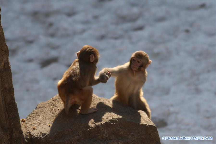 #CHINA-SHANDONG-YANTAI-MACAQUE (CN)