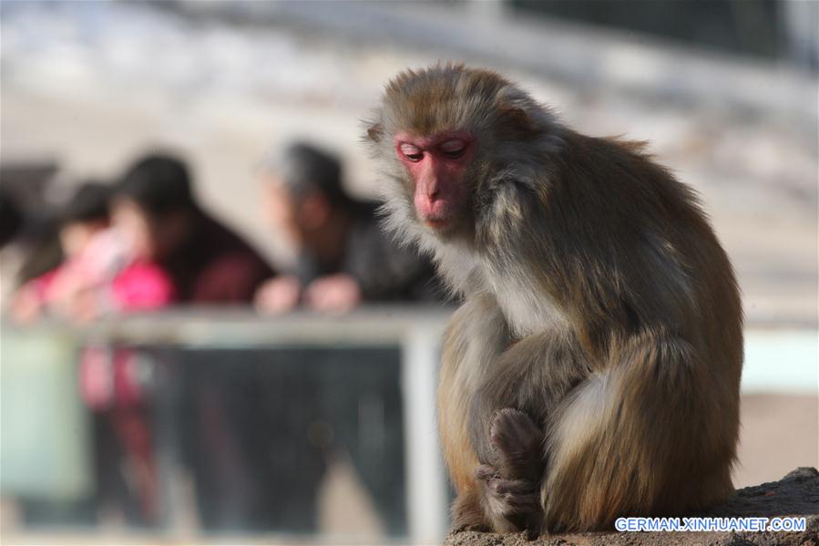 #CHINA-SHANDONG-YANTAI-MACAQUE (CN)