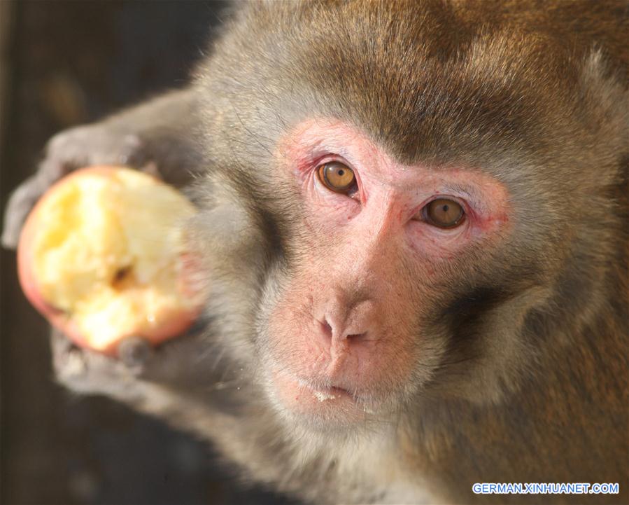 #CHINA-SHANDONG-YANTAI-MACAQUE (CN)