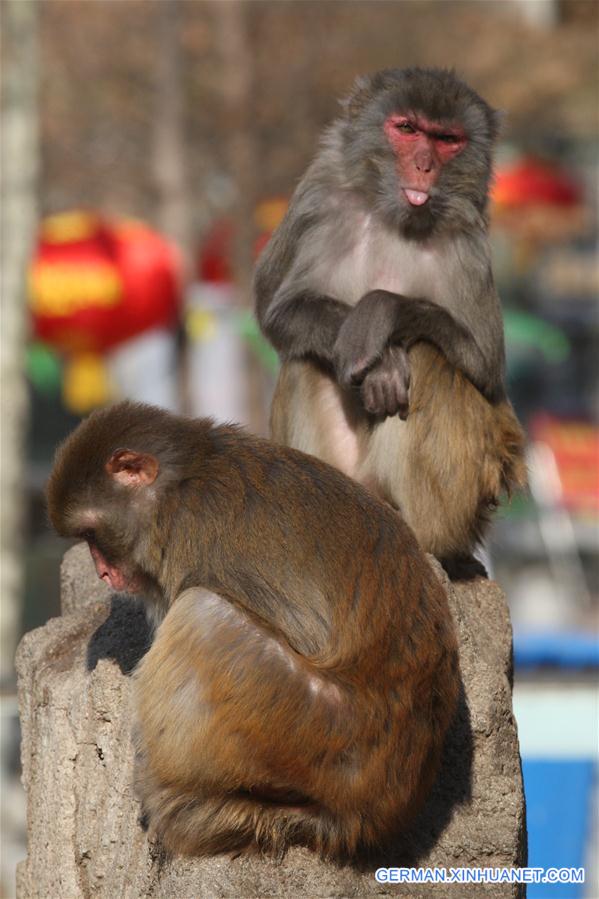 #CHINA-SHANDONG-YANTAI-MACAQUE (CN)