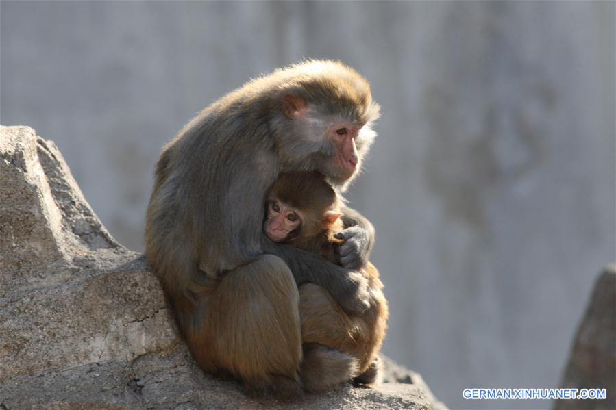 #CHINA-SHANDONG-YANTAI-MACAQUE (CN)