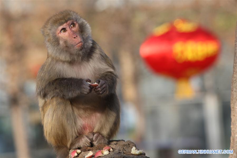 #CHINA-SHANDONG-YANTAI-MACAQUE (CN)