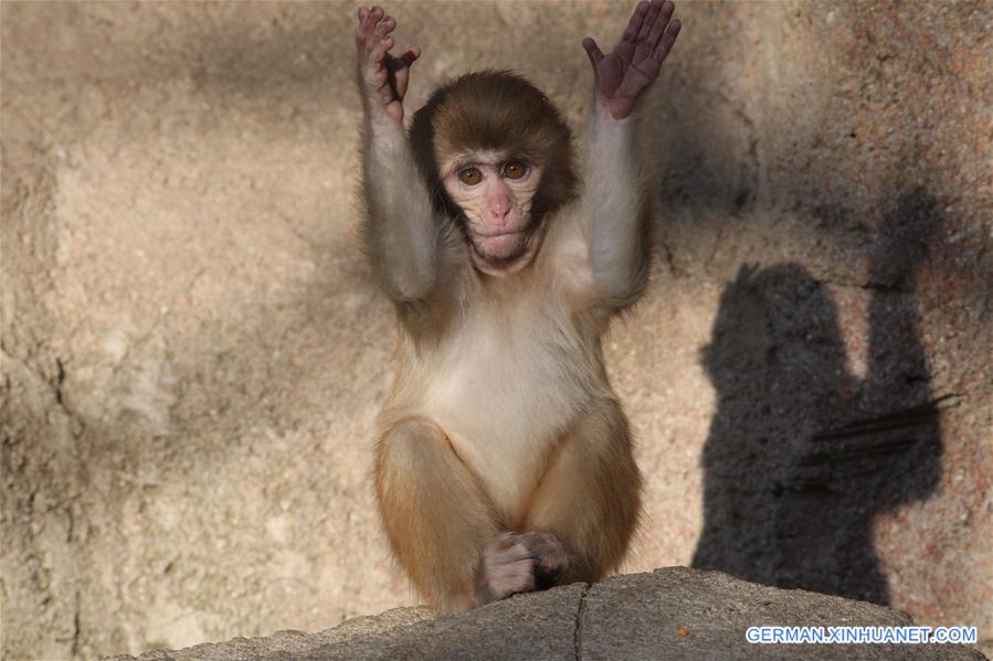 #CHINA-SHANDONG-YANTAI-MACAQUE (CN)