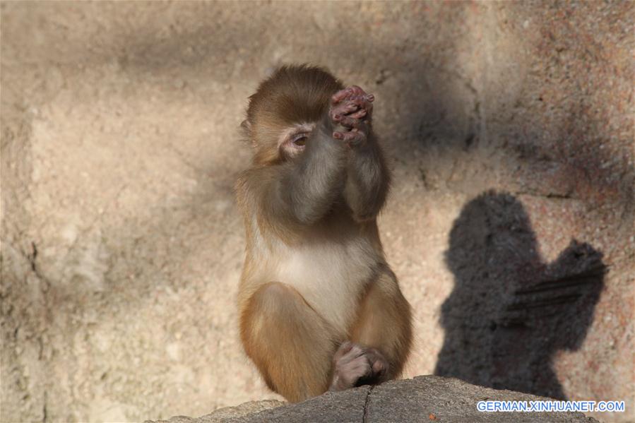 #CHINA-SHANDONG-YANTAI-MACAQUE (CN)