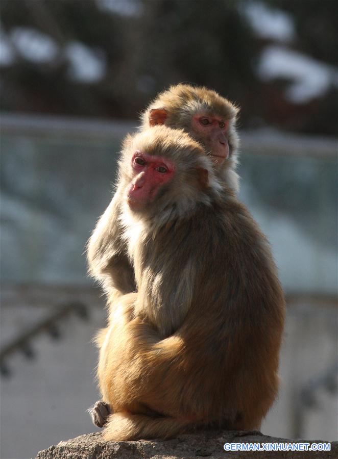 #CHINA-SHANDONG-YANTAI-MACAQUE (CN)