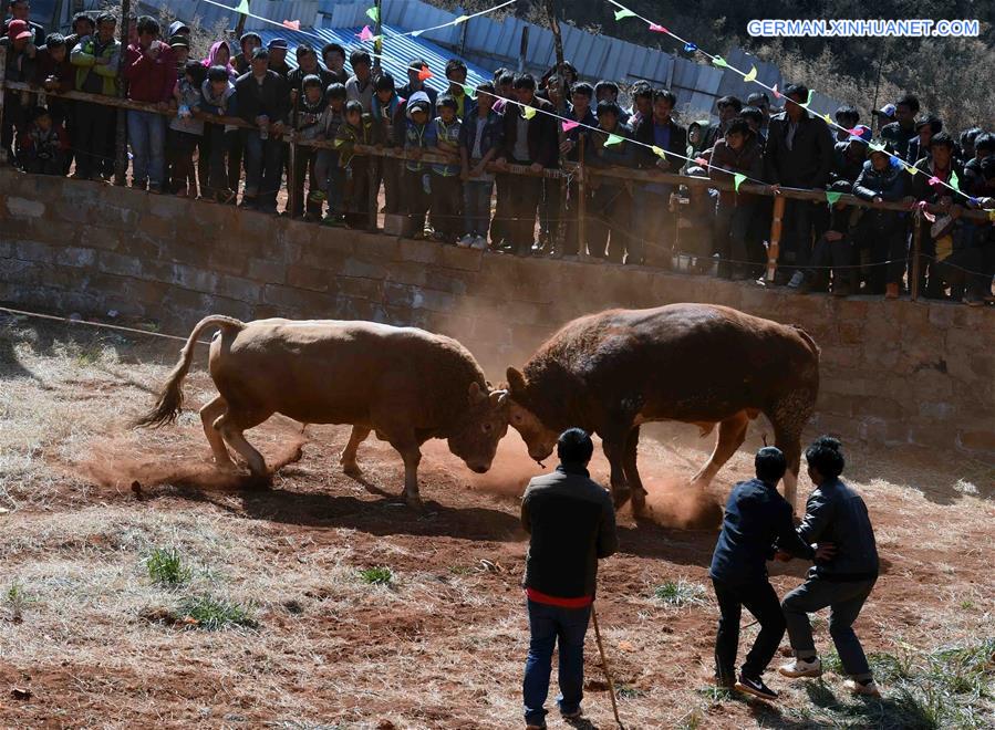 CHINA-YUNNAN-HORSE-BULL-FIGHT (CN)