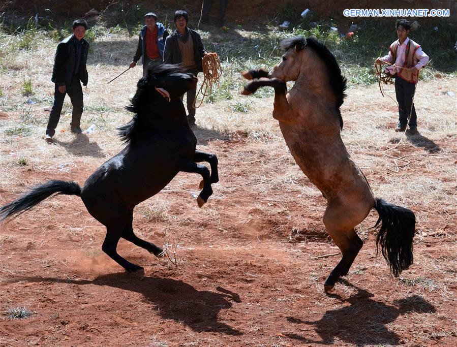 CHINA-YUNNAN-HORSE-BULL-FIGHT (CN)