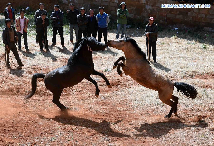 CHINA-YUNNAN-HORSE-BULL-FIGHT (CN)