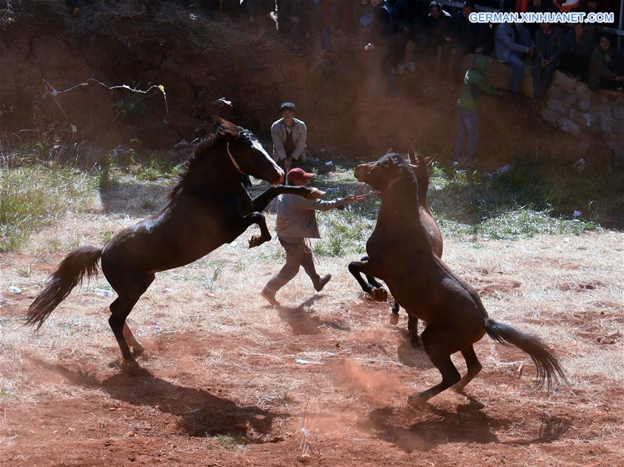 CHINA-YUNNAN-HORSE-BULL-FIGHT (CN)