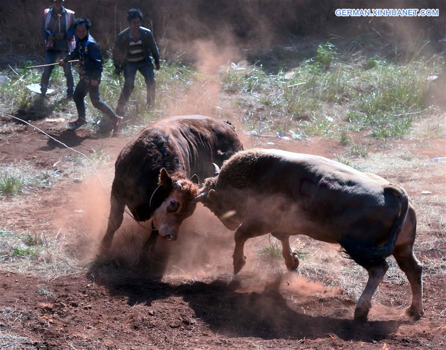 CHINA-YUNNAN-HORSE-BULL-FIGHT (CN)