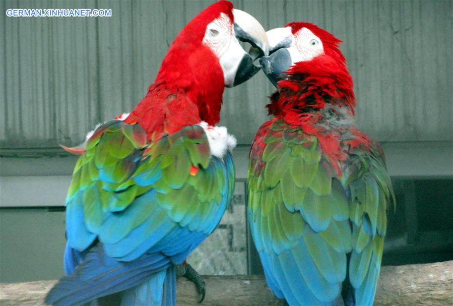 #CHINA-VALENTINE'S DAY-PARROTS (CN) 