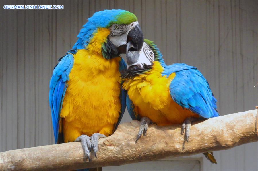 #CHINA-VALENTINE'S DAY-PARROTS (CN) 