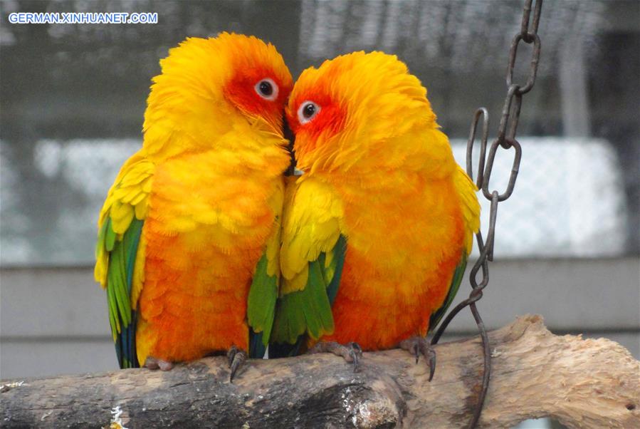 #CHINA-VALENTINE'S DAY-PARROTS (CN) 