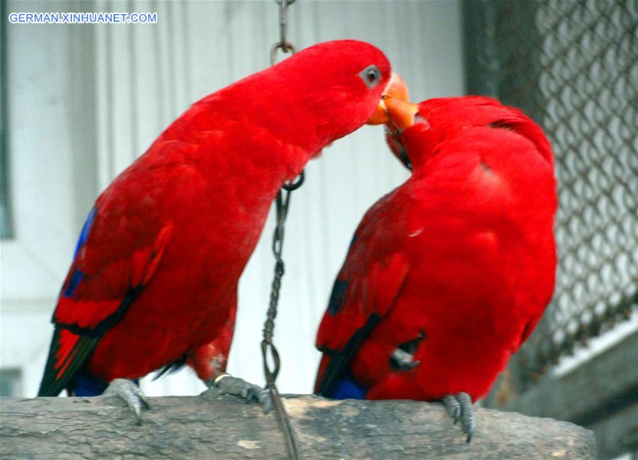 #CHINA-VALENTINE'S DAY-PARROTS (CN) 