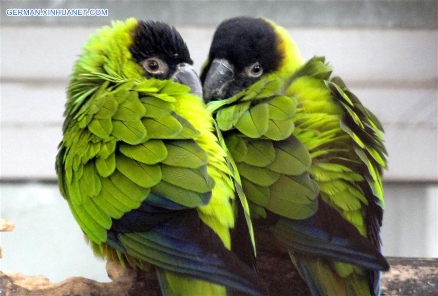 #CHINA-VALENTINE'S DAY-PARROTS (CN) 