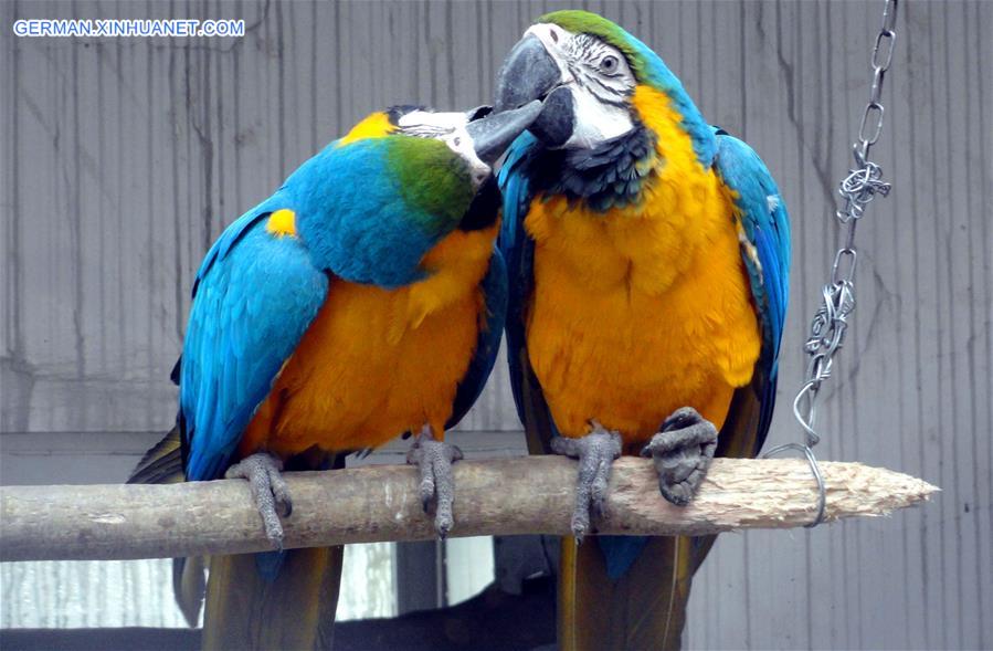 #CHINA-VALENTINE'S DAY-PARROTS (CN) 