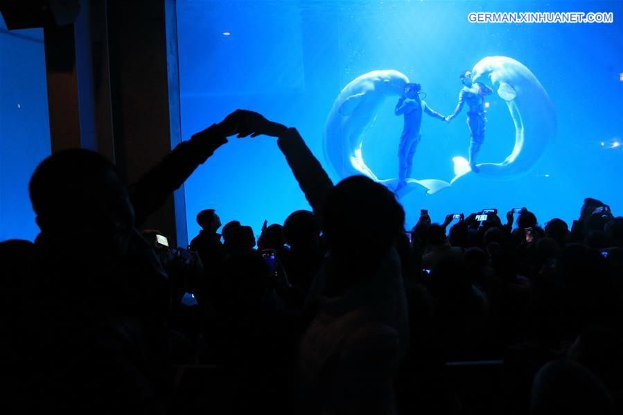 #CHINA-DALIAN-BELUGAS-PERFORMANCE (CN) 